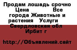 Продам лошадь срочно › Цена ­ 30 000 - Все города Животные и растения » Услуги   . Свердловская обл.,Ирбит г.